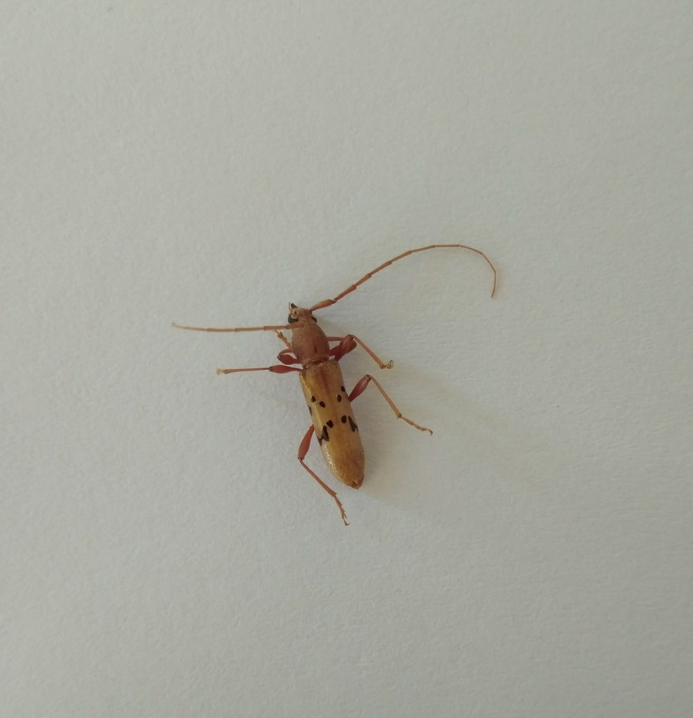 Xenocompsa flavonitida