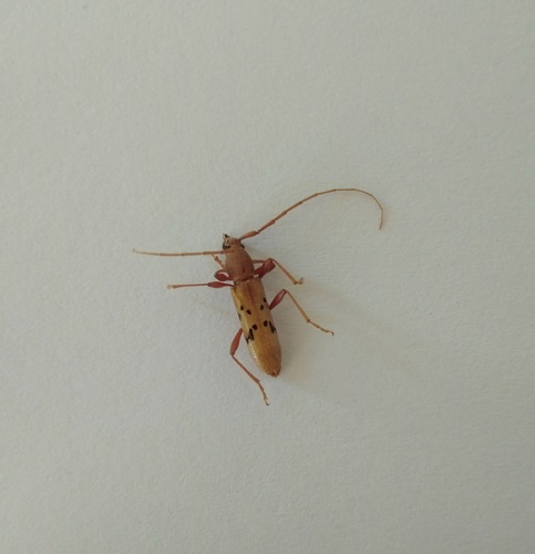 Xenocompsa flavonitida