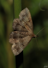 Phalaenostola larentioides