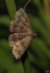 Phalaenostola larentioides