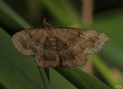 Phalaenostola larentioides