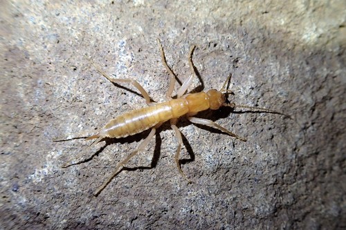 Grylloblatta chandleri · iNaturalist