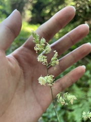 Dactylis glomerata — photo 3