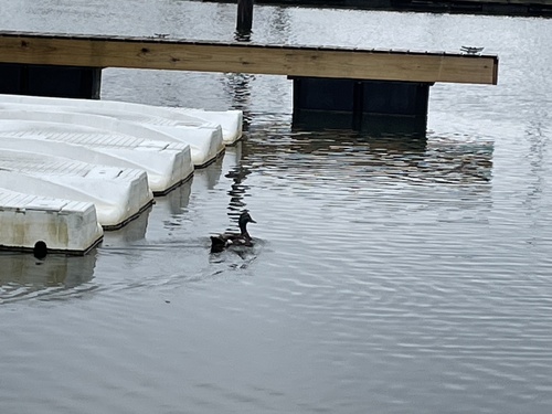 Mallard photographed in Connecticut