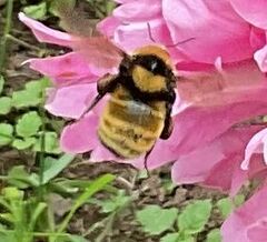 Bombus borealis image