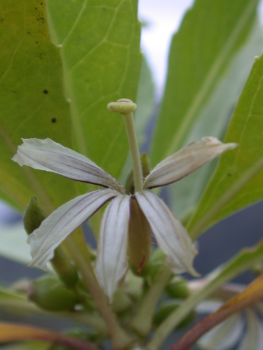 Scaevola procera observed 2004-04-29