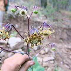 Roldana sessilifolia