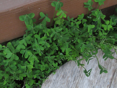 Oxalis pes-caprae