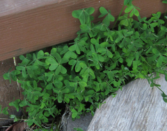 Oxalis pes-caprae