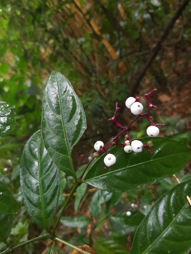 Palicourea deflexa; photograph Yoannis Domínguez, CC BY, iNaturalist via GBIF
