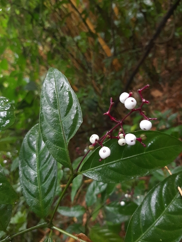 Palicourea deflexa