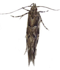 Pyroderces aellotricha