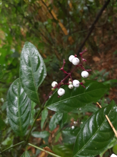 Palicourea deflexa, photograph 1