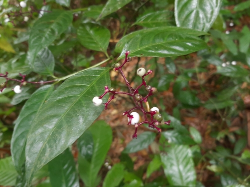 Palicourea deflexa, photograph 2