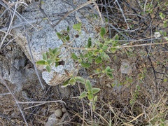 Bahiopsis chenopodina