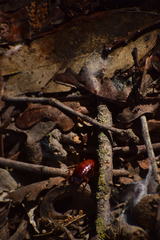 Shelfordella lateralis