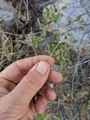 Bahiopsis chenopodina