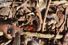 Shelfordella lateralis