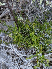 Phoradendron brachystachyum