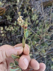 Stegnosperma halimifolium