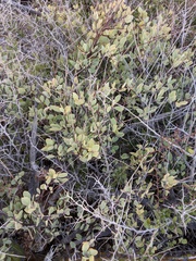 Stegnosperma halimifolium