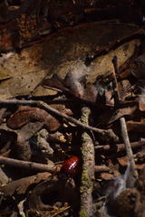 Shelfordella lateralis