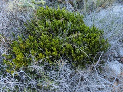 Phoradendron brachystachyum