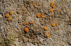 Polycauliona luteominia