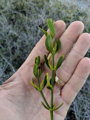 Phoradendron brachystachyum