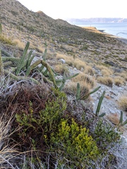 Phoradendron brachystachyum