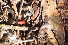 Shelfordella lateralis