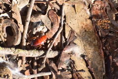 Shelfordella lateralis