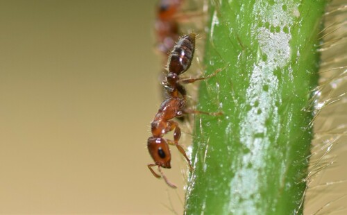弑亲伪切叶蚁Pseudomyrmex viduus