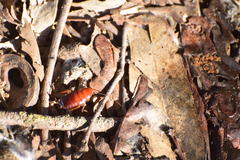 Shelfordella lateralis