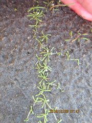 Limosella lineata spathulata