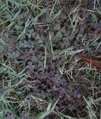 Oxalis