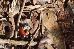 Shelfordella lateralis