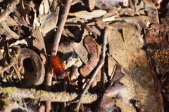 Shelfordella lateralis