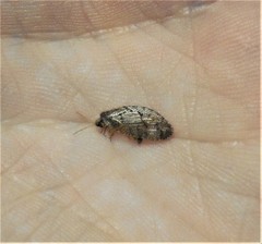 Wesmaelius subnebulosus