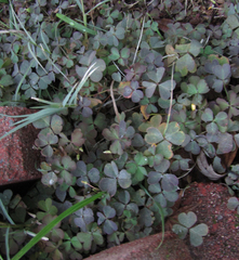 Oxalis