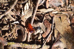 Shelfordella lateralis