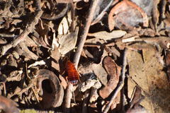 Shelfordella lateralis