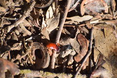 Shelfordella lateralis