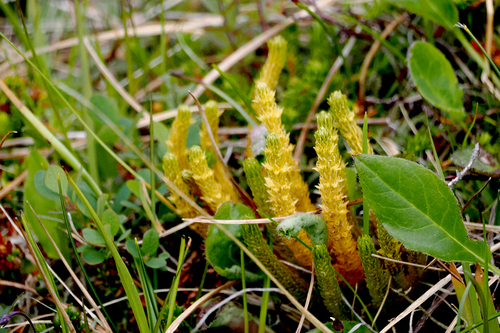 chvostník jedľovitý (Huperzia selago)