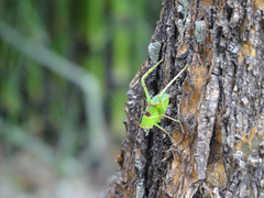 Stilpnochlora thoracica