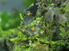 Pronectria robergei