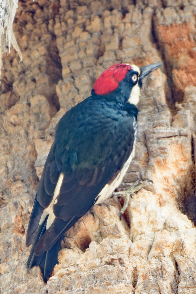 Acorn Woodpecker From San Marino Ca Usa On July At Am By Gregg Mcclain