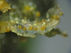 Pronectria robergei