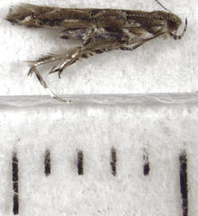 Pyroderces aellotricha