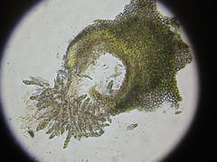 Pronectria robergei
